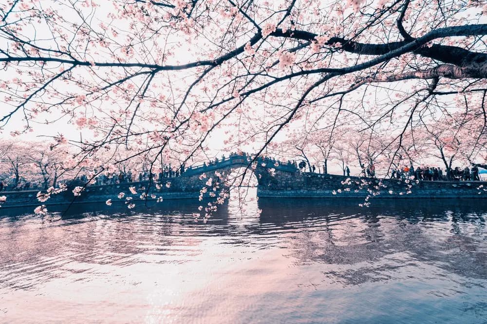 Wuxi Private Tour from Suzhou: A Journey to Lingshan Buddha & Taihu Lake Beauty
