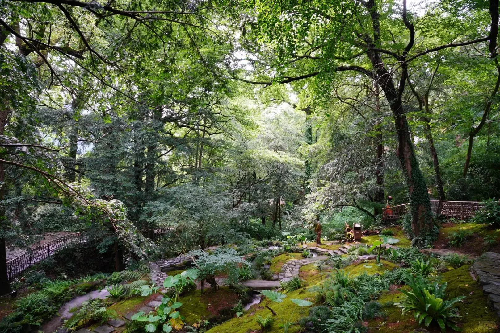 Shuikou Forest