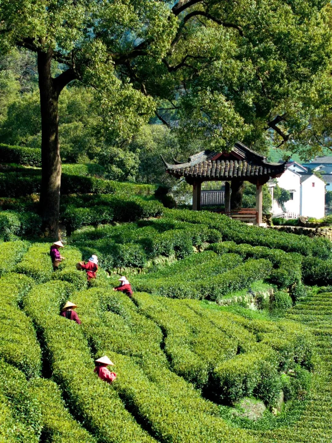 Hangzhou Meijiawu Tea Plantation (1)
