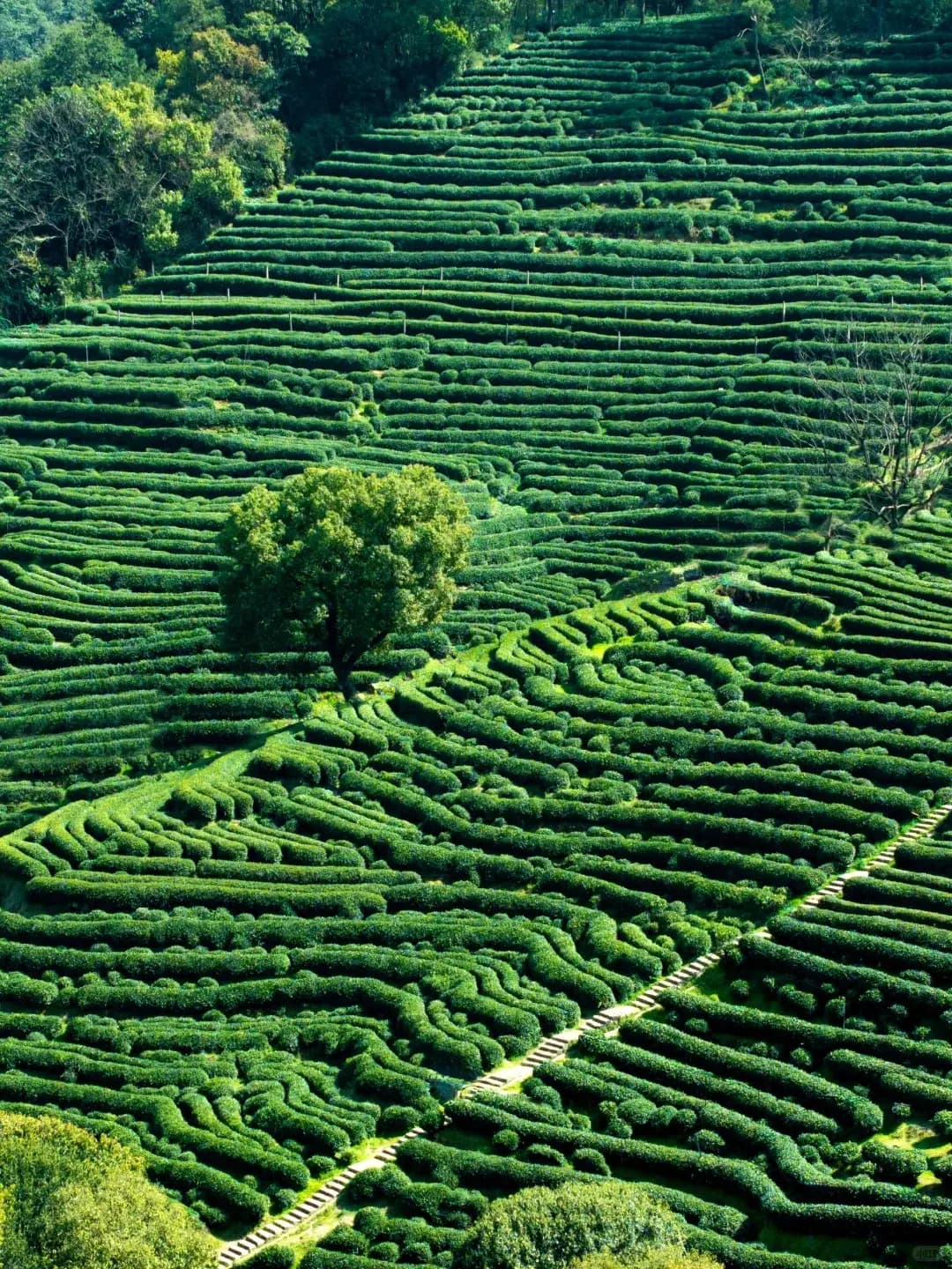 Hangzhou Meijiawu Tea Plantation (3)