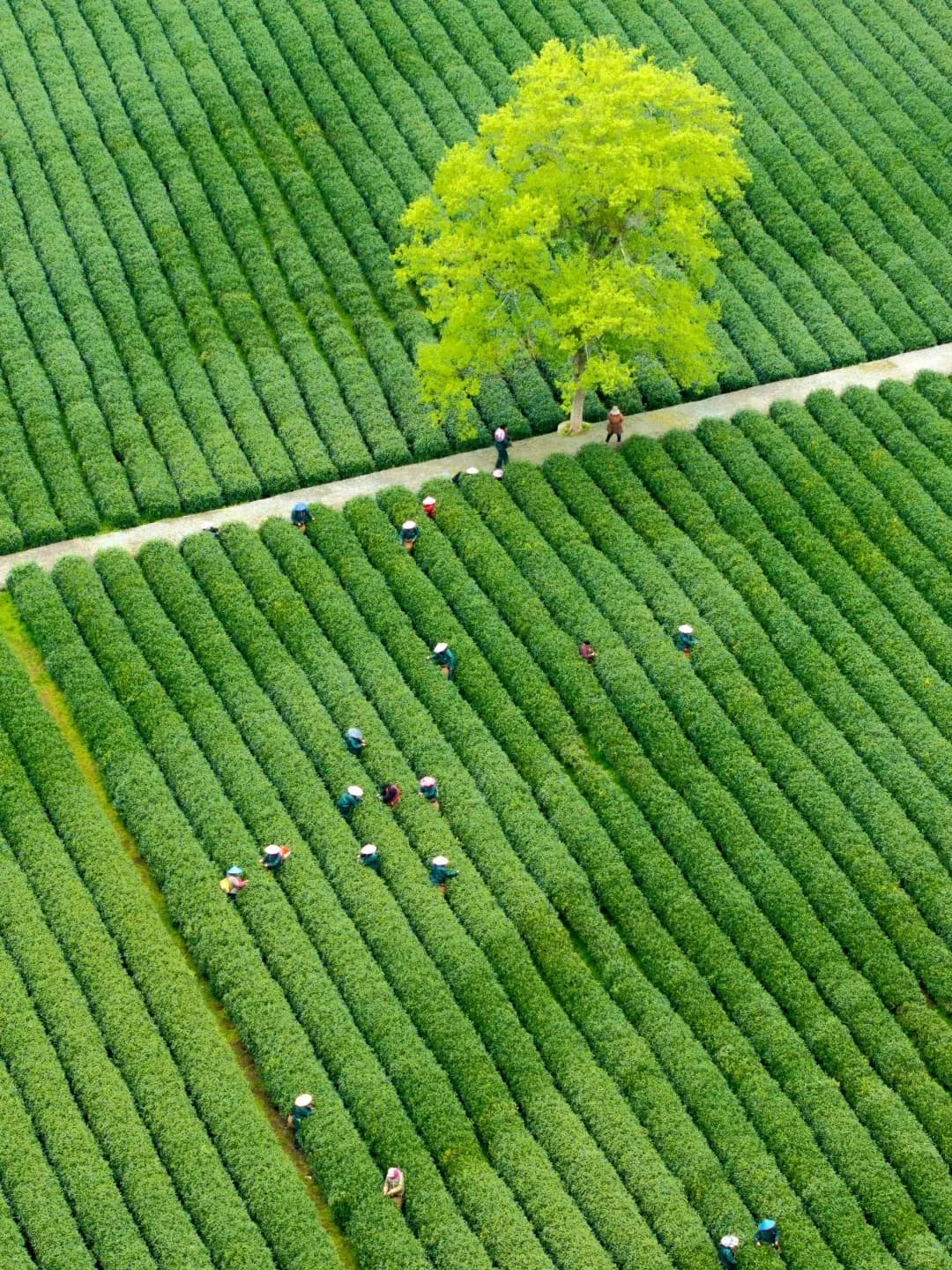 Hangzhou Meijiawu Tea Plantation (1)