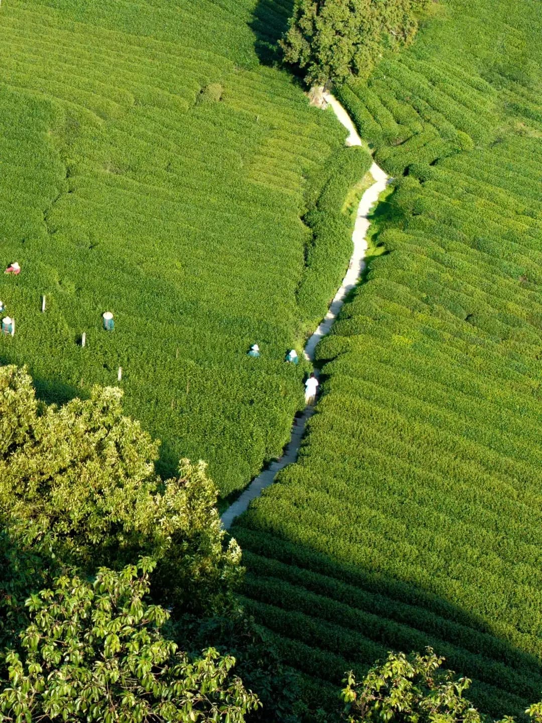 Hike Through Tea Fields and Discover Hangzhou’s Tea Culture