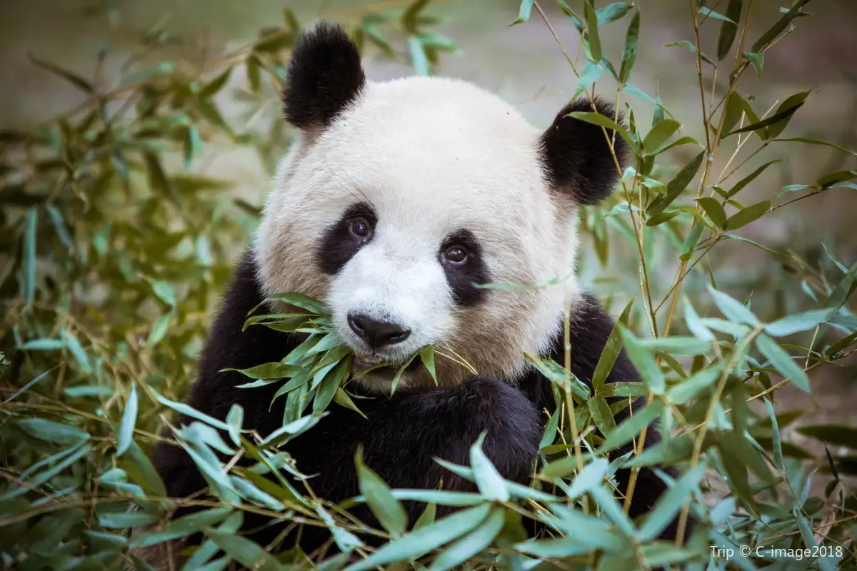 Wolong Panda Base Tour - Chengdu Giant Panda Reserve & Nature Hiking