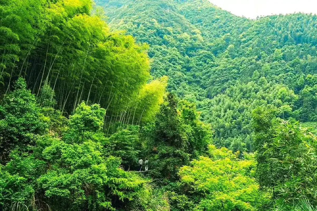 Wolong nature reserve2