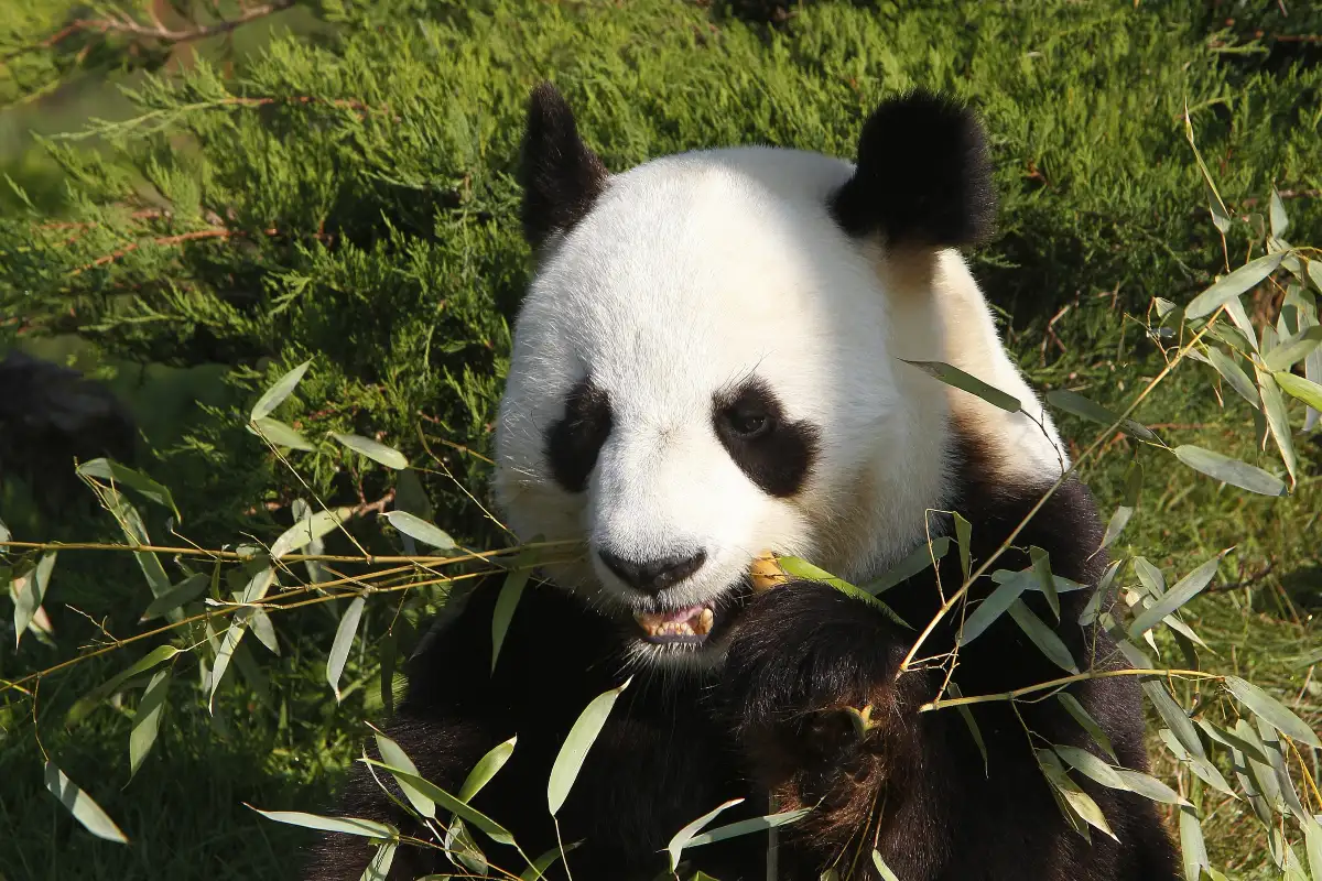 Dujiangyan Panda Base