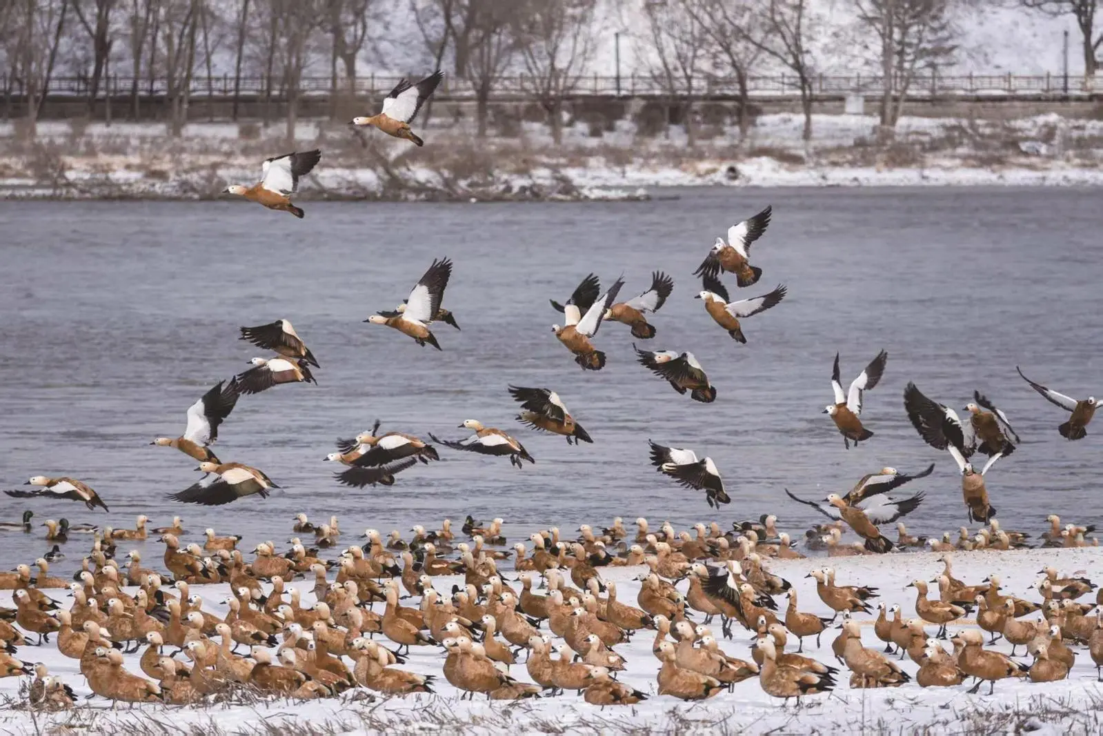 Wetland Park