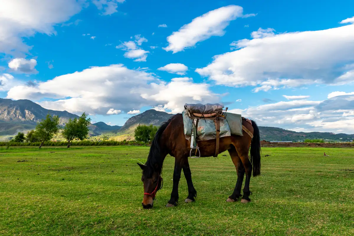 Horseback Riding Experience