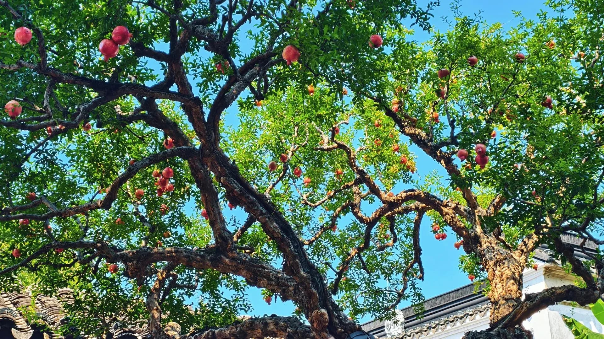 Yi Garden suzhou (2)
