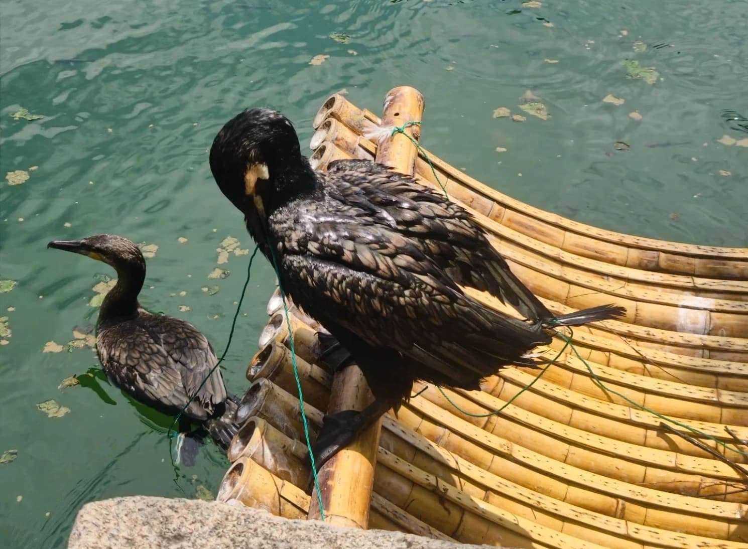 Cormorant Fishing Bamboo Raft Experience