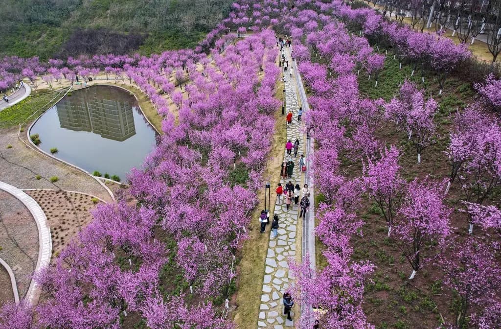 Yinhe Plum Garden