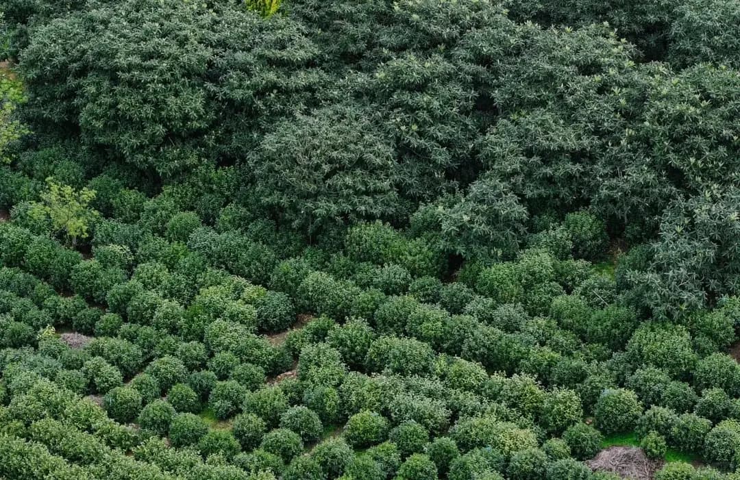 Biluochun Tea Picking Experience