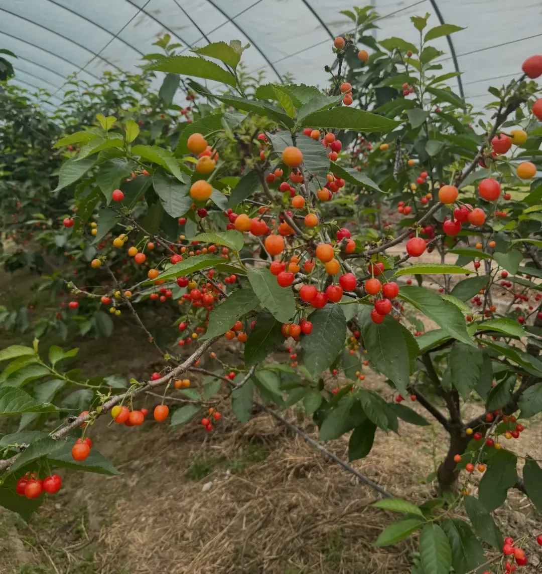 Seasonal Fruit Picking Experience