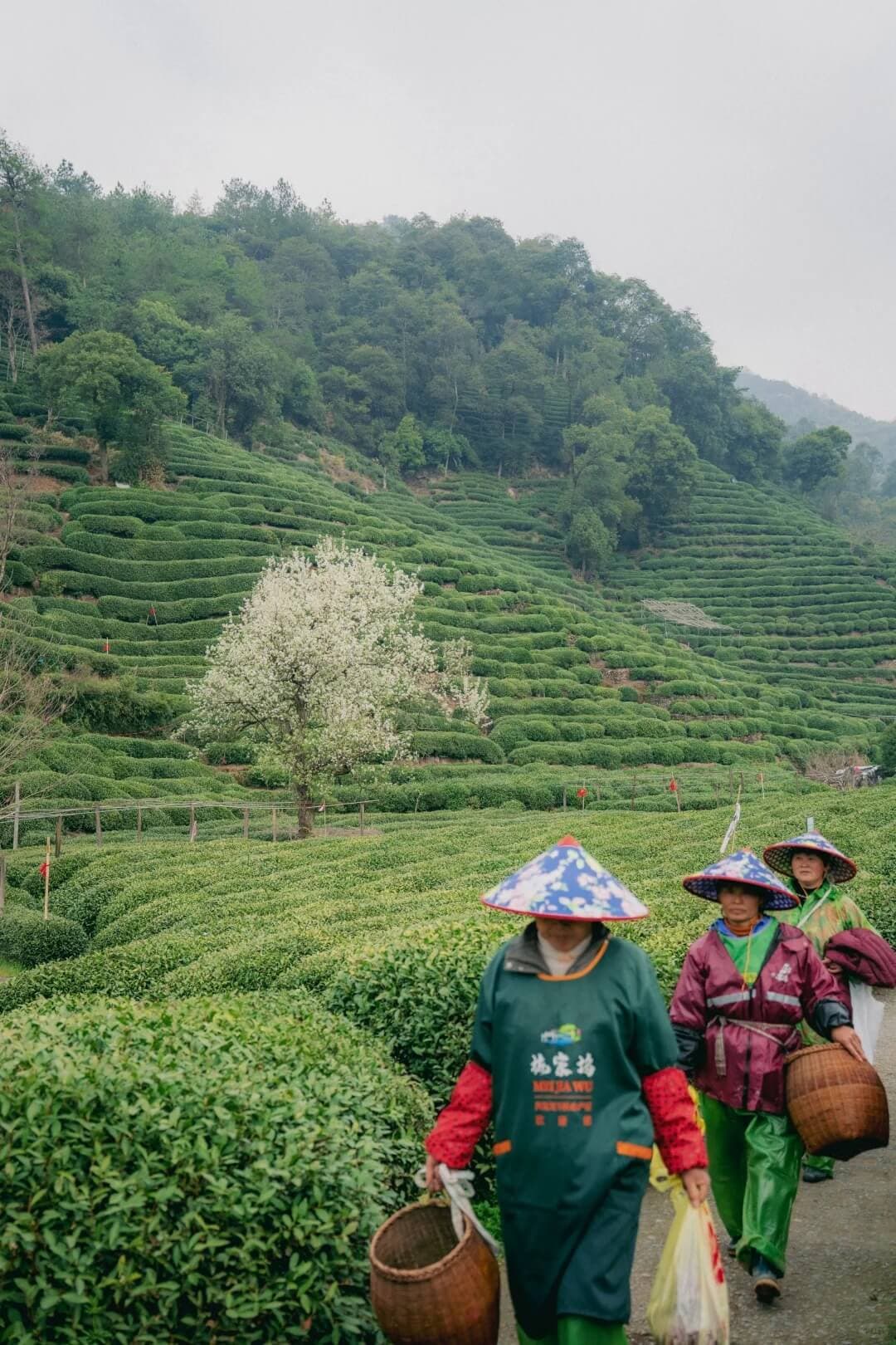 Meijiawu Tea Plantation